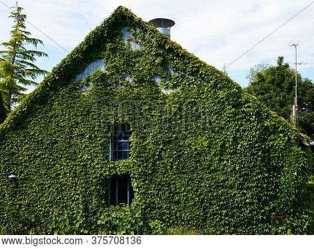 Leaves Of Green Ivy Covering A Wall Of A Small Family House Funen Fyn Denmark