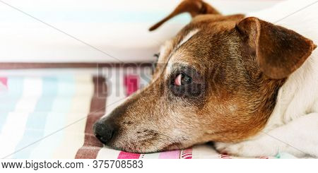 Funny Dog Jack Russell Terrier With Brown Muzzle Puts Head On Striped Plaid Resting Extreme Close Si