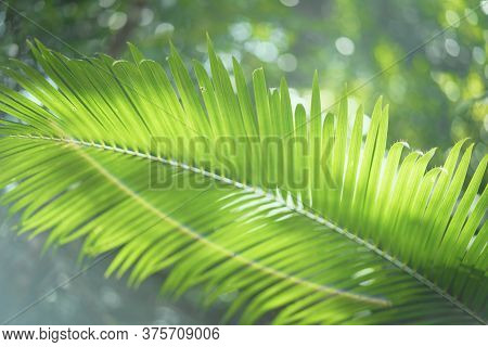 Copy Space Of Blur Palm Leaf Tree With Bokeh Sun Ligth Abstract Texture Background.