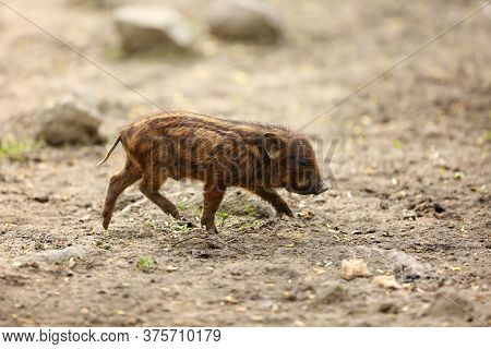 The Domestic Pig (sus Domesticus) Or Called Swine, Hog Or Pig, Porkling Is Running