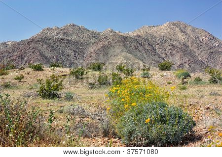 Desert Bloom