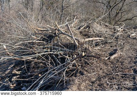 Branches On Earth From Sawn Trees.branches On Earth From Sawn Trees