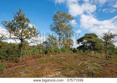 Heath landskap i en pinjeskog