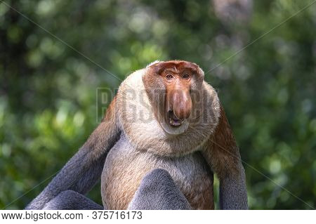 Wild Proboscis Monkey Or Nasalis Larvatus, In Rainforest Of Borneo, Malaysia