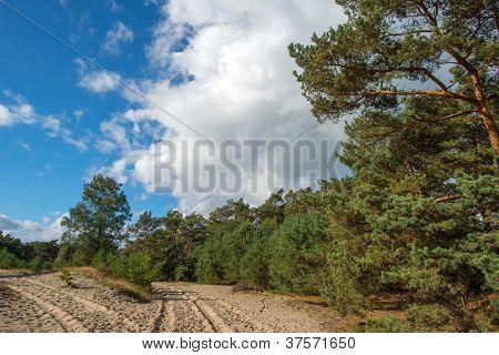 Sand och tallar under en blå himmel