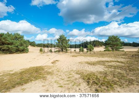 Sand och tallar på hösten