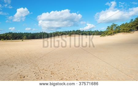 Sand och tallar på hösten