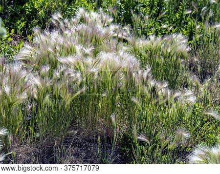 Grass Similar To A Feather Grass With The Latin Name Hordeum Jubatum