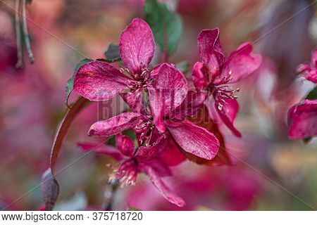 decorative red apple blosssom closeup