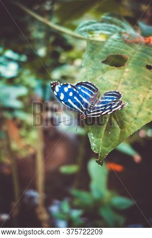 Tropical Blue Wing Butterfly On A Leaf In Rainforest.
