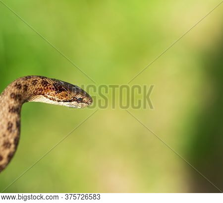 Non Venomous Smooth Snake, Coronella Austriaca, Detail Of Head Against Blurry Background, Czech Repu