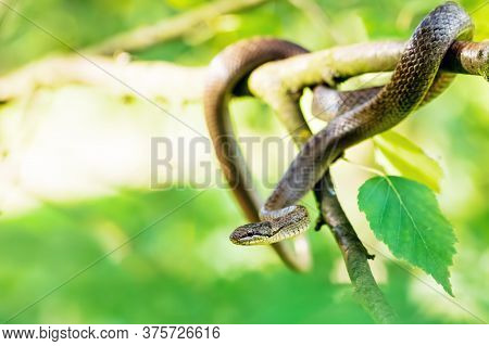 Non Venomous Smooth Snake, Coronella Austriaca Hanged On Tree, Czech Republic, Europe Wildlife