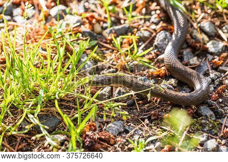 Non Venomous Smooth Snake, Coronella Austriaca Crawling On The Ground, Czech Republic, Europe Wildli