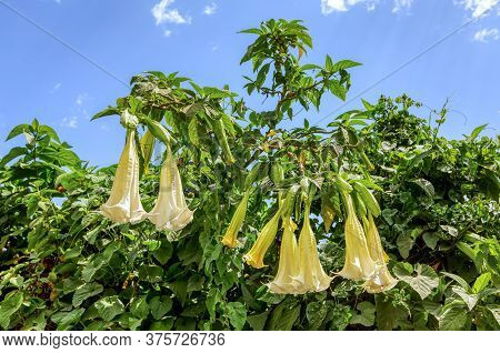 White Angels Trumpet Flowers, Datura Stramonium, Wild Flower In Ethiopian Countryside Against Blue S