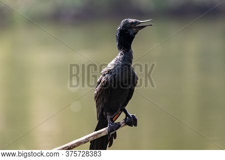 Indian Cormorant Or Indian Shag Or Phalacrocorax Fuscicollis Different Plumage Perched In Natural Gr