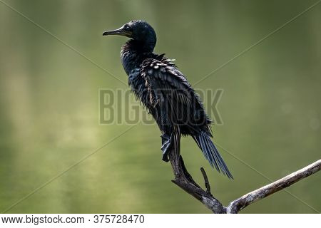Indian Cormorant Or Indian Shag Or Phalacrocorax Fuscicollis Different Plumage Perched In Natural Gr