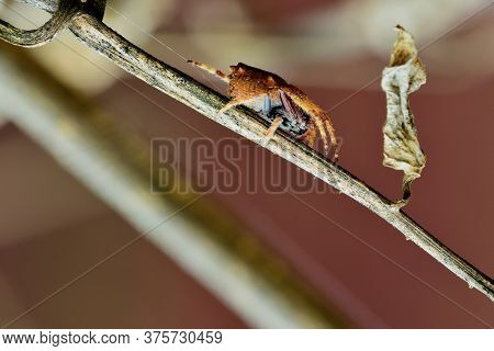 Macro Of A Common House Spider (parasteatoda Tepidariorum). The Name House Spider Is A Generic Term 