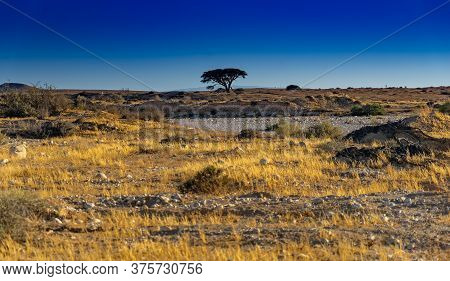 Desert Acosystem For Ecology And Trees In Israel
