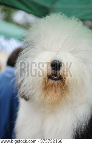Old English Sheepdog