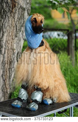 Afghan Hound In A Hat And Shoes In Summer On Background Of Green Greass