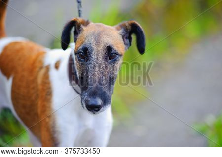 Smooth-haired Fox Terrier