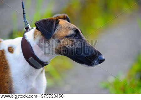Smooth-haired Fox Terrier