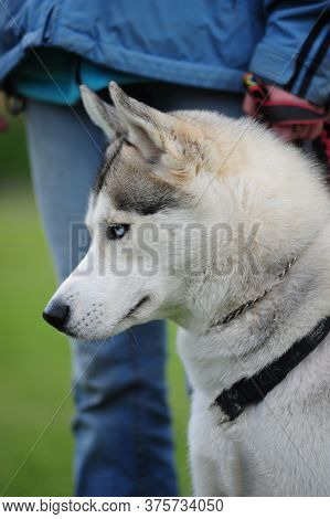Huskey,dog, Pet, Team, Siberian, Breed,