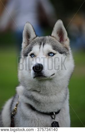 Huskey,dog, Pet, Team, Siberian, Breed, In Summer