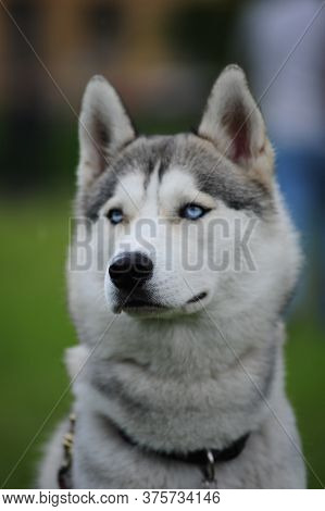Huskey,dog, Pet, Team, Siberian, Breed,