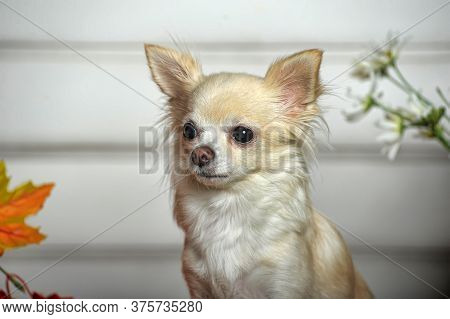 White Chihuahua And Autumn Maple Leaves In The Studio