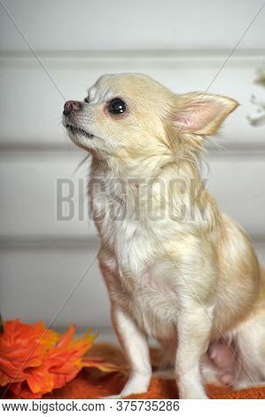 White Chihuahua And Autumn Maple Leaves In The Studio