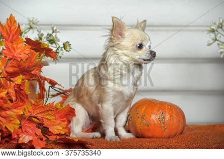 Chihuahua, Autumn Leaves And Pumpkin