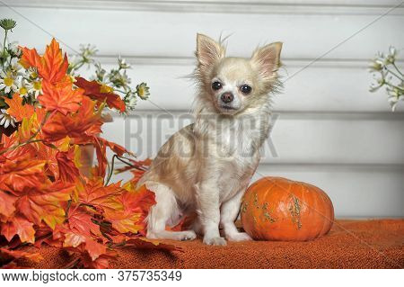 Chihuahua, Autumn Leaves And Pumpkin