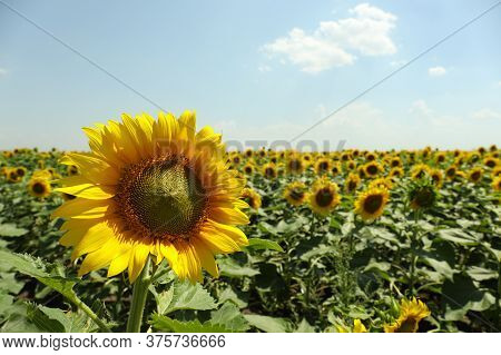 Field Of Beautiful Sunflowers Against Sky. Summer Nature