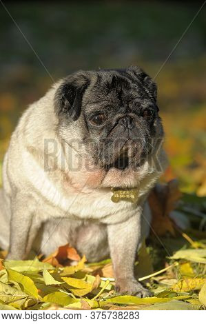 Pug Dog In The Autumn Park