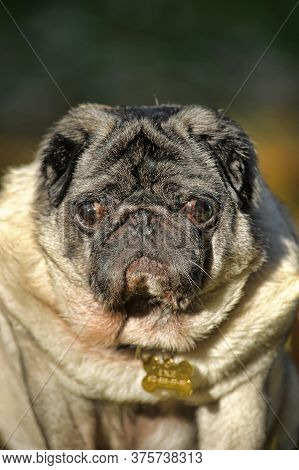 Pug Dog In The Autumn Park