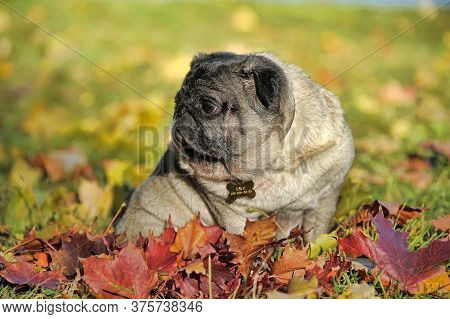 Pug Dog In The Autumn Park