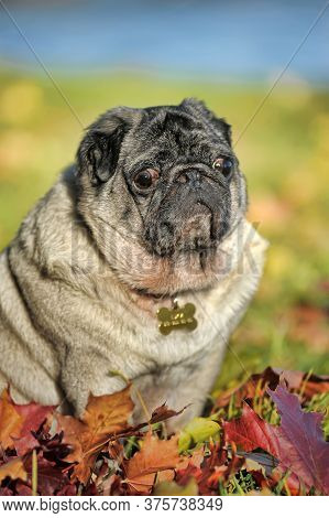 Pug Dog In The Autumn Park