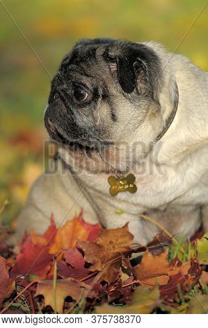 Pug Dog In The Autumn Park