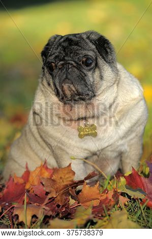 Pug Dog In The Autumn Park