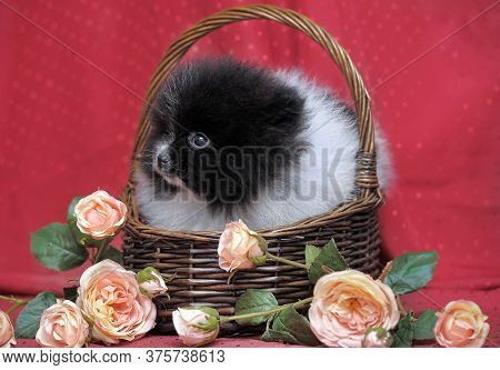 Black And White Puppy Of Pomeranian Dog In Backet Iwith Flowers On Red Background