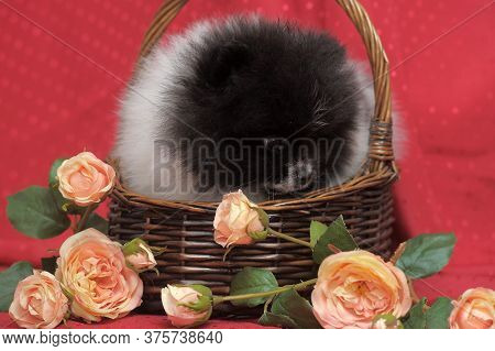 Black And White Puppy Of Pomeranian Dog In Backet Iwith Flowers On Red Background