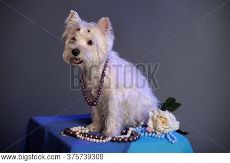West Highland White Terrier In Studio Close Up