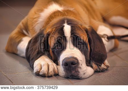 St. Bernard Dog