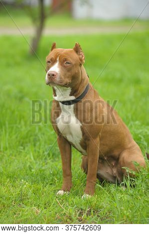 American Staffordshire Pit Bull Terrier Sits On The Grass