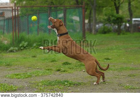 American Staffordshire Pit Bull Terrier Plays With A Ball In The Clearing