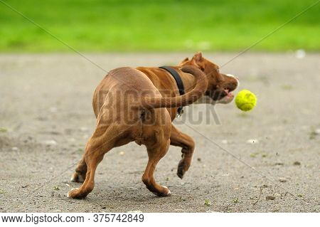 A Happy Staffordshire Bull Terrier Dog Carrying A Tennis Ball While Its Tongue Hangs Out Of Its Mout