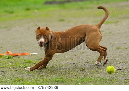 A Happy Staffordshire Bull Terrier Dog Carrying A Tennis Ball While Its Tongue Hangs Out Of Its Mout