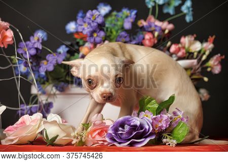 Chihuahua And Flowers In The Studio On A Dark Background