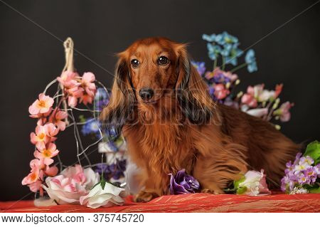 Longhaired Red Dachshund And Flowers
